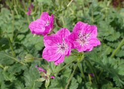 Erodium manescavi kz07.jpg