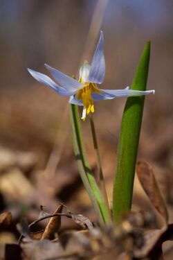 Erythronium mesochoreum bloom.jpg