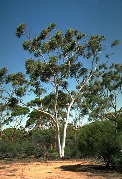 Eucalyptus capillosa subsp. capillosa habit.jpg