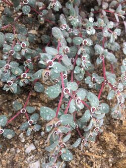 Euphorbia melanadenia.jpg