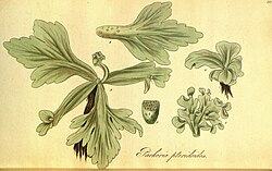 Exotic flora (Plate 231) (9145517090).jpg
