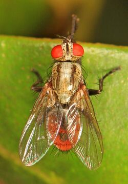 Flesh fly - Lepidodexia species, Long Pine Key, Everglades National Park, Homestead, Florida.jpg