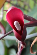 Philodendron erubescens flower