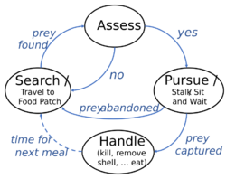 Foraging Sequence.svg