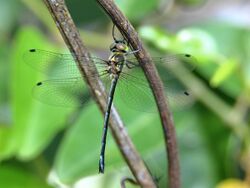 Forest Mosquitohawk (female) 9876.jpg