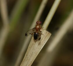 Geomyza - Flickr - S. Rae (3).jpg
