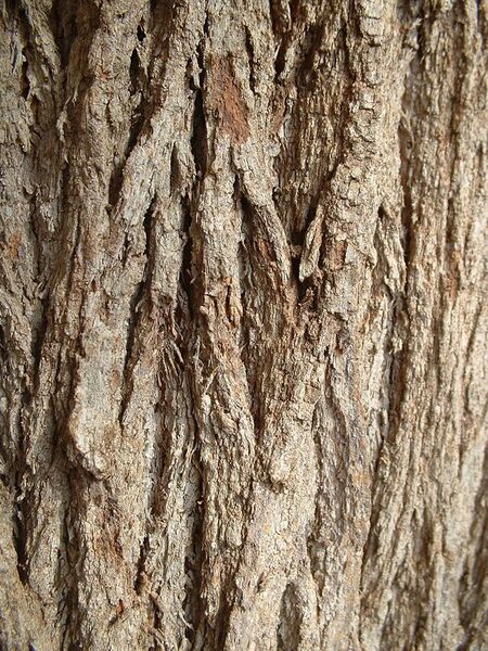 File:Grevillea robusta trunk bark 01.jpg