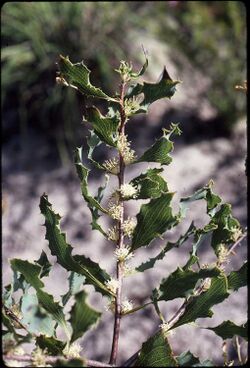 Hakea neurophylla.jpg