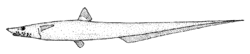 Halosaurus pectoralis (Goanna fish).gif
