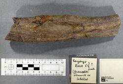 Iguanodon bone found with Baryonyx.jpg