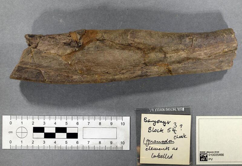 File:Iguanodon bone found with Baryonyx.jpg