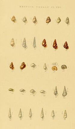 Illustrated Index of British Shells Plate 14.jpg