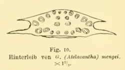 Illustration of Gasteracantha mengei abdomen by Friedrich Dahl 1914.png