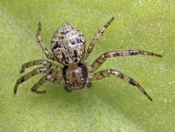 Indian crab spider (24366097925).jpg