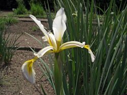 Iris carthaliniae (10).jpg