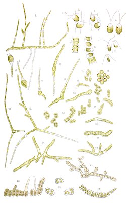 Iwanoffia terrestris as Stigeoclonium terrestre in Iwanoff 1900.jpg