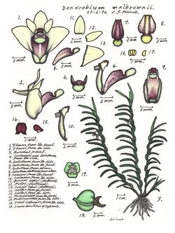 LR026 72dpi Dendrobium malbrownii.jpg