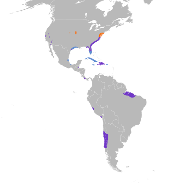 File:Laterallus jamaicensis map.svg