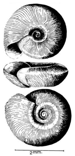 Lentorbis carringtoni shell.png