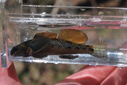 Longfin darter (Etheostoma longimanum).jpg