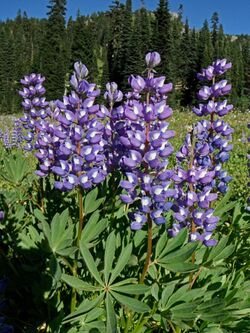 Lupinus arcticus.jpg