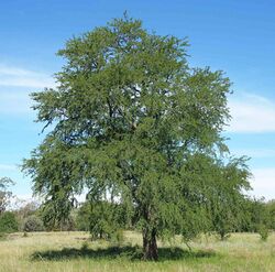 Lysiphyllum hookeri tree.jpg