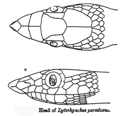 LytorhynchusParadoxus.png
