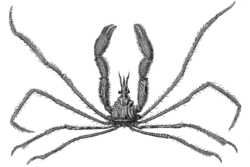 Macropodia tenuirostris.png