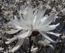 Magnolia stellata flower.jpg