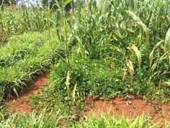 Maize push-pull farm showing intercrop Desmodium and trap crop at ICIPE, Mbita Point, Kenya