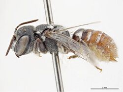 Megachile kununurrensis.jpg