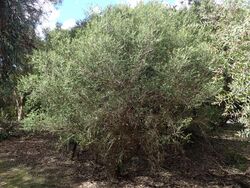 Melaleuca squarrosa habit.jpg