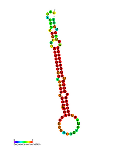 Mir-203 secondary structure.png