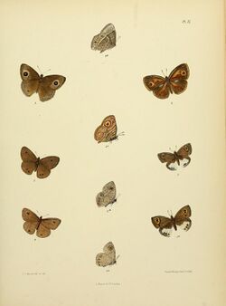 MooreThe Lepidoptera of CeylonPlate12.jpg