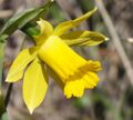 Narcissus longispathus.jpg