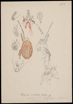 Naturalis Biodiversity Center - RMNH.ART.1389 - Bryobia cristata (Duges) - Mites - Collection Anthonie Cornelis Oudemans.jpeg