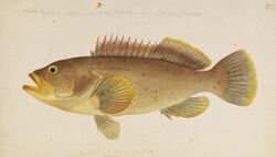 Naturalis Biodiversity Center - RMNH.ART.327 - Epinephelus awoara (Temminck and Schlegel) - Kawahara Keiga - 1823 - 1829 - Siebold Collection - pencil drawing - water colour.jpeg