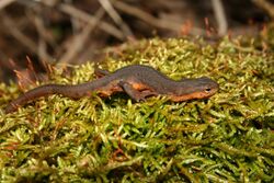 Notophthalmus viridescens louisianensis.jpg