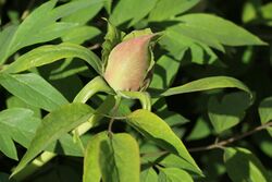 Paeonia rockii bud 2015 G1.jpg