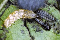 Parasyrphus nigritarsus consuming phratora vitellinae larva
