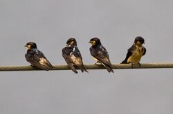 Petrochelidon preussi -Southwest Region, Cameroon -four-8.jpg