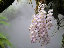 Phalaenopsis philippinensis NationalOrchidGarden-Singapore.jpg