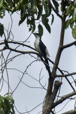 Pied Cuckoo-Shrike - Sulawesi MG 3737 (16840607700).jpg