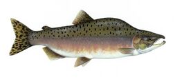 Illustrative depiction of the pink salmon in color.
