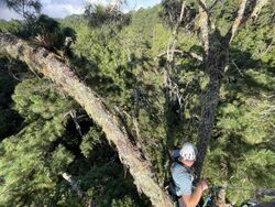 Tree climber in an emergent pine tree in the cloud forest of Honduras.