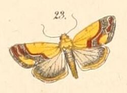 Pl.108-23-Acontia sexpunctata (Fabricius, 1794).JPG