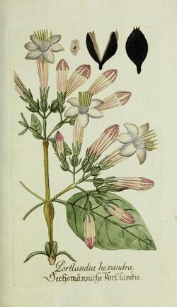 Plantarum indigenarum et exoticarum icones ad vivum coloratae, oder, Sammlung nach der Natur gemalter Abbildungen inn- und ausländlischer Pflanzen, für Liebhaber und Beflissene der Botanik (14206637746).jpg
