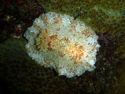 Platydoris inframaculata.jpg