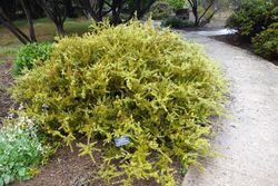Podocarpus acutifolius - UC Santa Cruz Arboretum - DSC07553.JPG