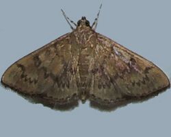 Psara obscuralis - Obscure Psara Moth (15439954193).jpg